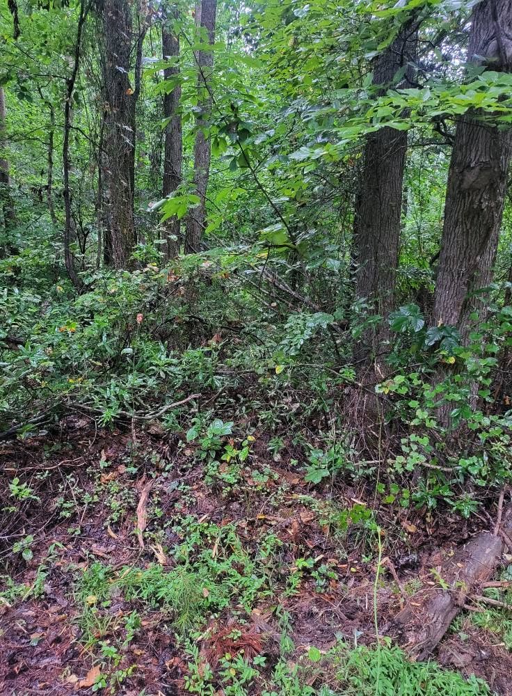 Lush green forest with trees and undergrowth. Brown leaves and small plants on the ground.