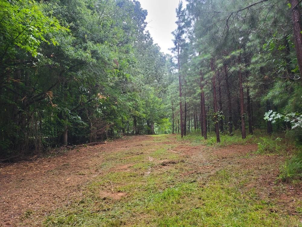 Dirt path through a forest, flanked by trees with green foliage. Cloudy sky.