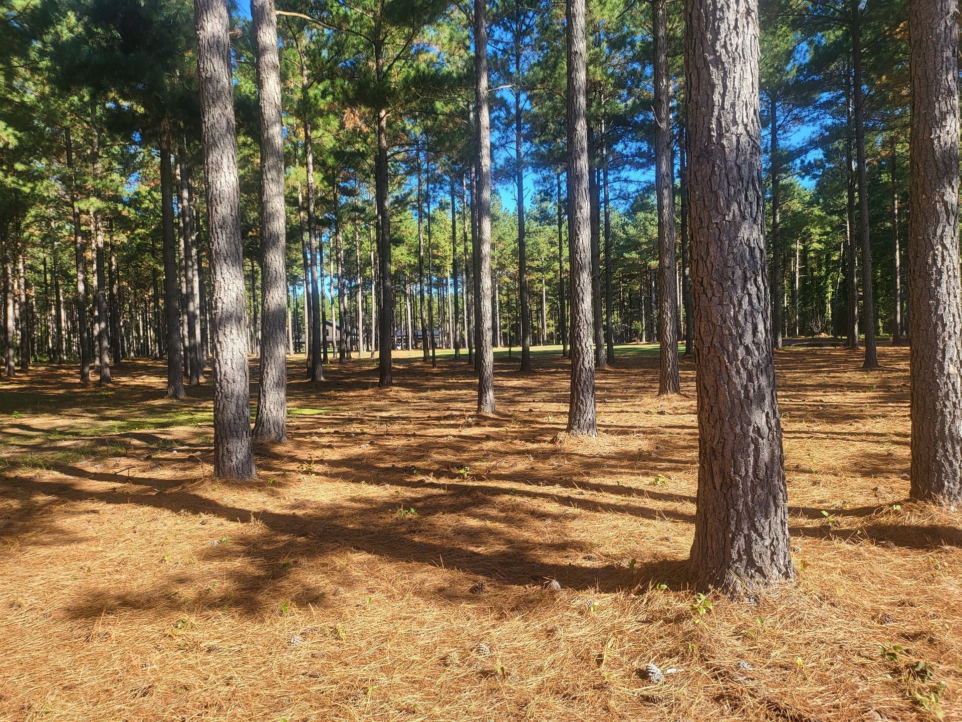 Pine trees in a forest with brown needles on the ground under a blue sky.