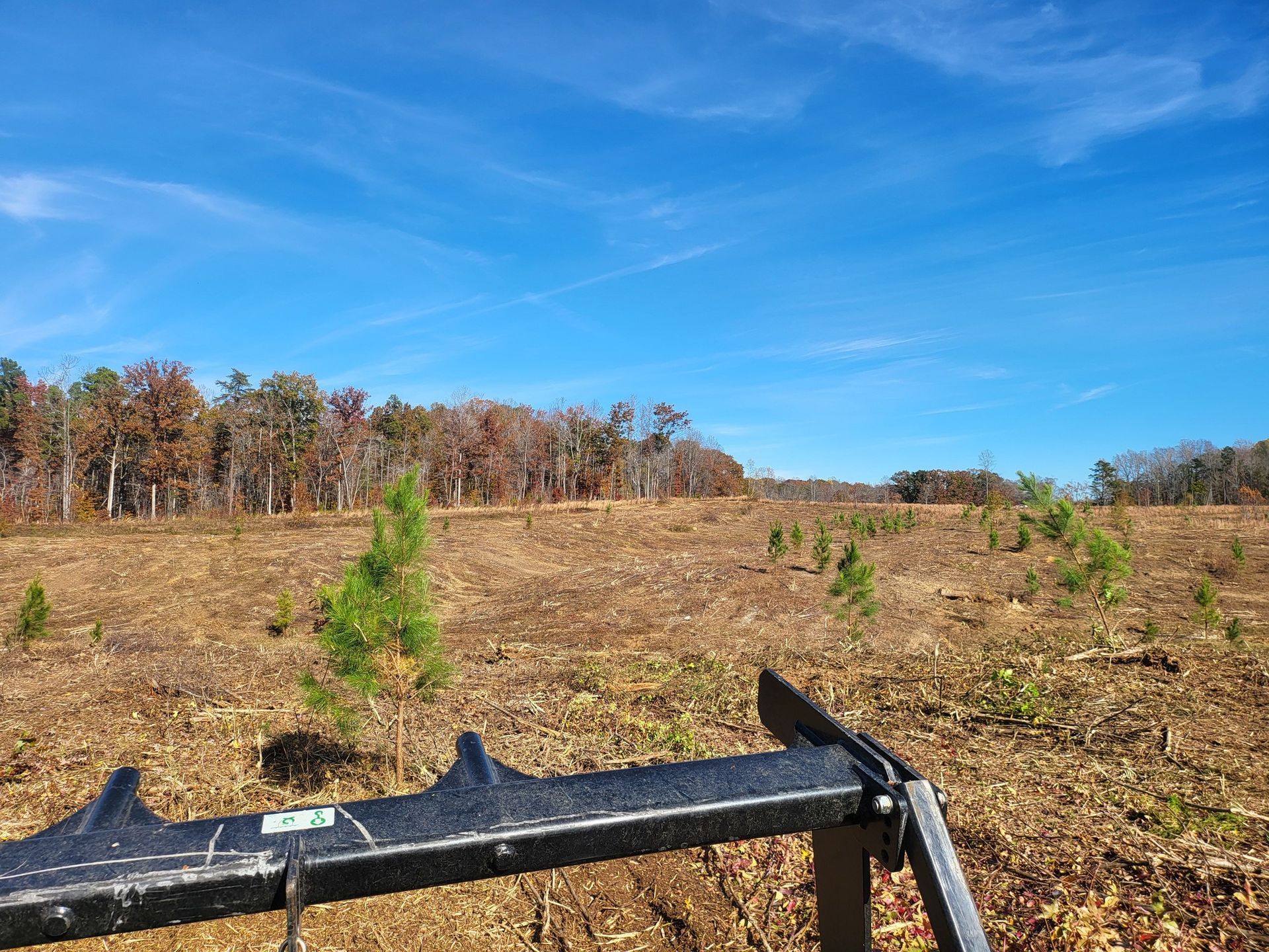 Clearcut field with newly planted saplings and a forest backdrop under a blue sky.