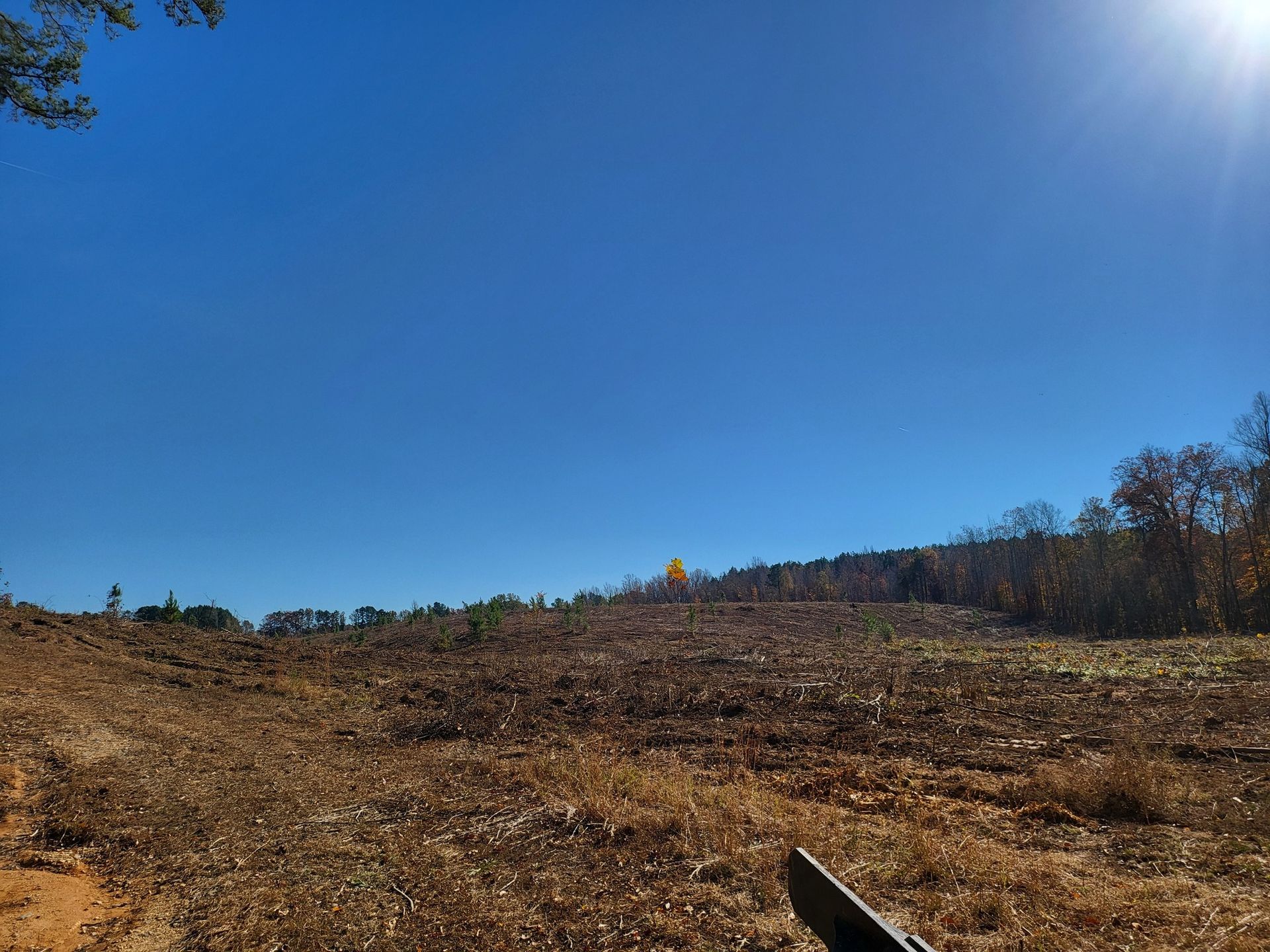 Clear-cut land under a bright blue sky with a hint of trees on the horizon. Sunlight shines.