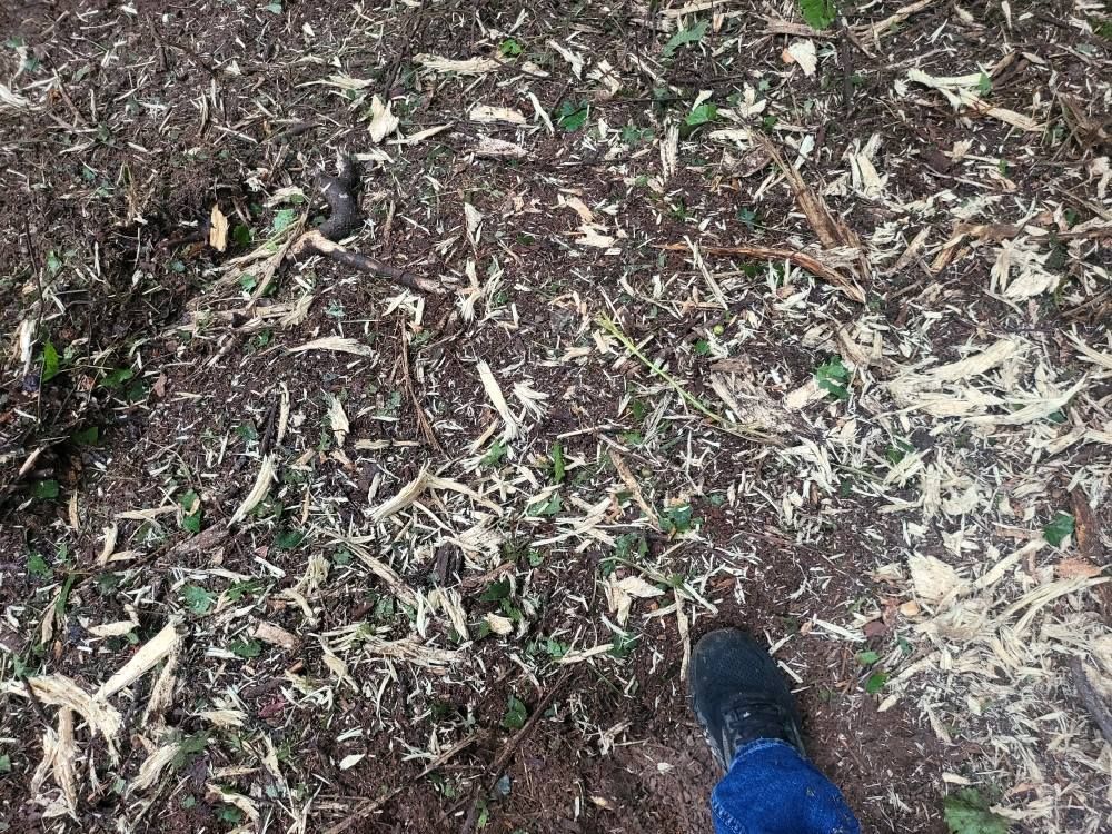 Foot in a dark shoe, standing on ground covered in wood shavings and small green plants.