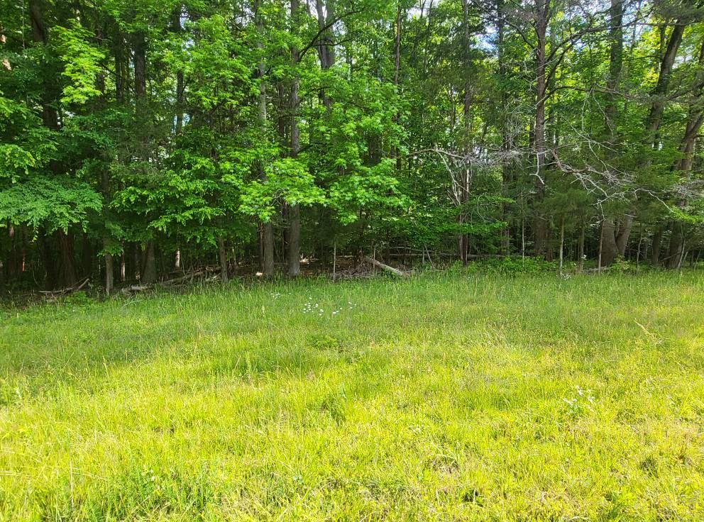 Green grassy field in front of a line of trees with lush green foliage.