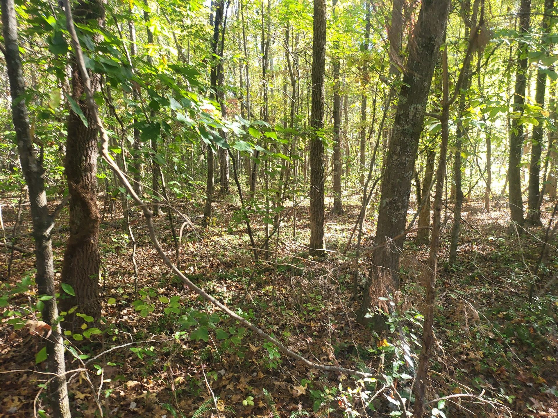 Forest interior with tall trees, sunlight, and a ground covered in leaves.