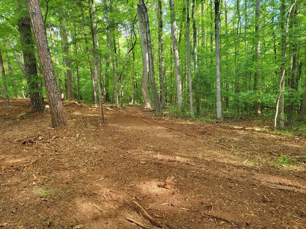 Forest clearing with brown ground cover surrounded by green trees.