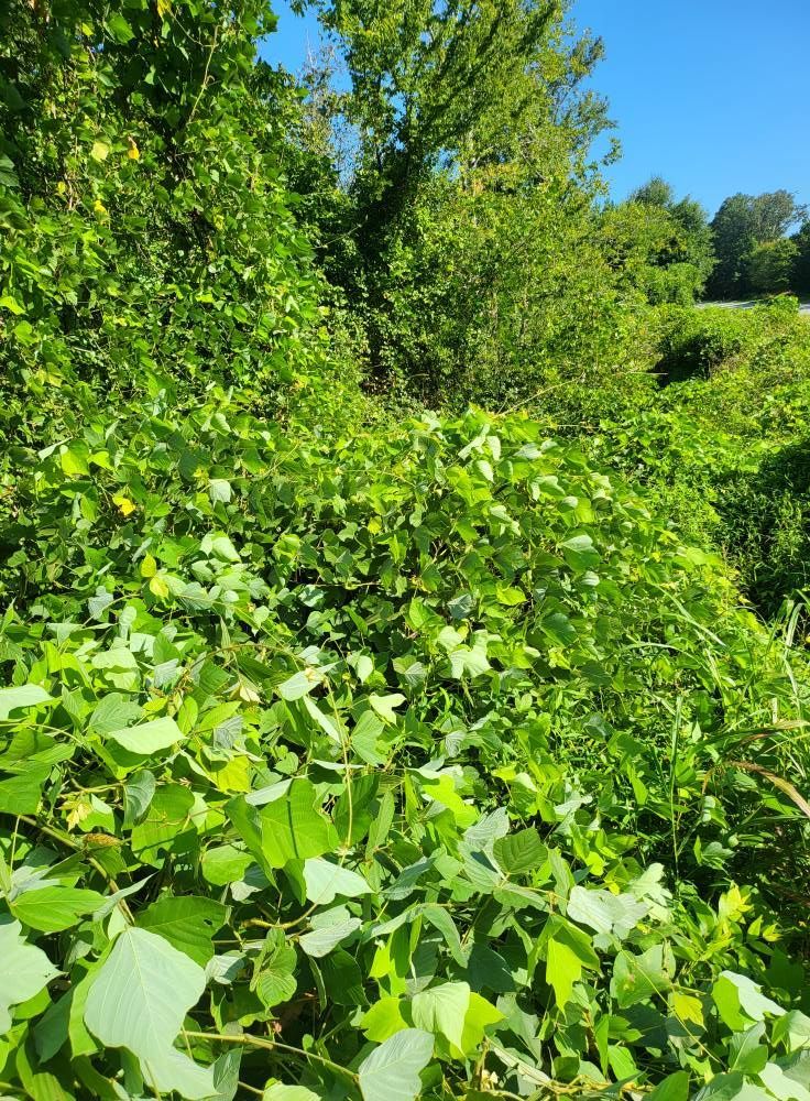 Lush green foliage covers a hillside with trees against a clear blue sky.