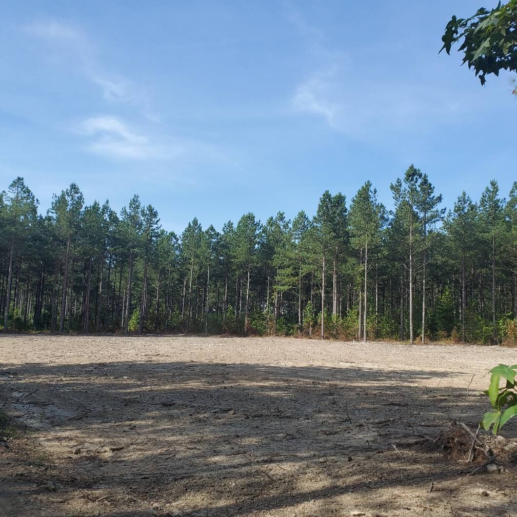 Cleared field in front of a forest, under a blue sky.