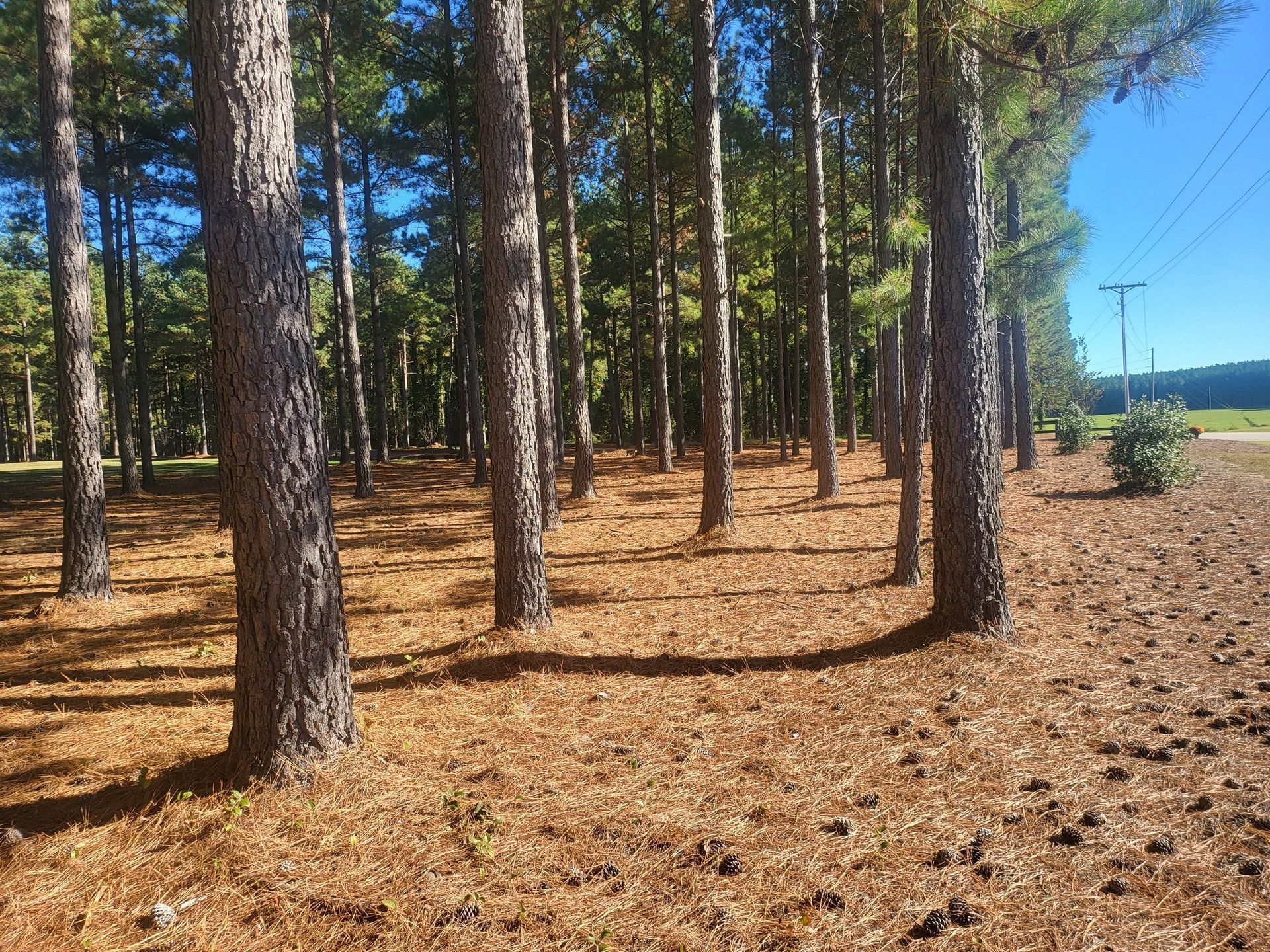 Tall pine trees in a sunlit forest, with brown pine needles covering the ground.