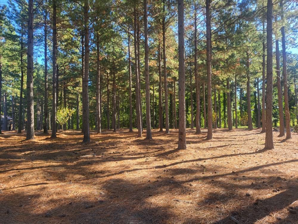 Forest of tall, slender trees with dappled sunlight on the ground covered in brown pine needles.