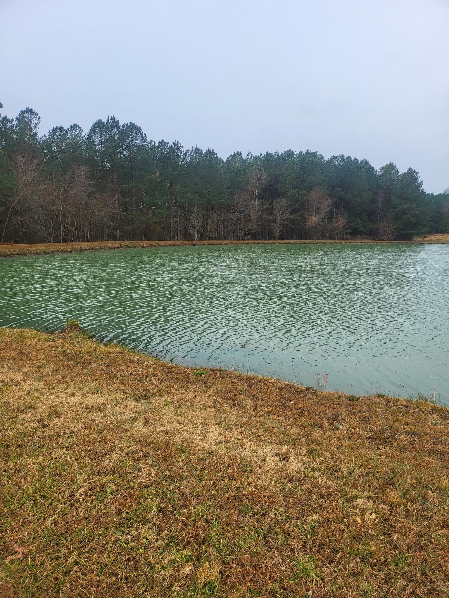 A pond with green water reflects a forest under an overcast sky. Brown grass borders the water.