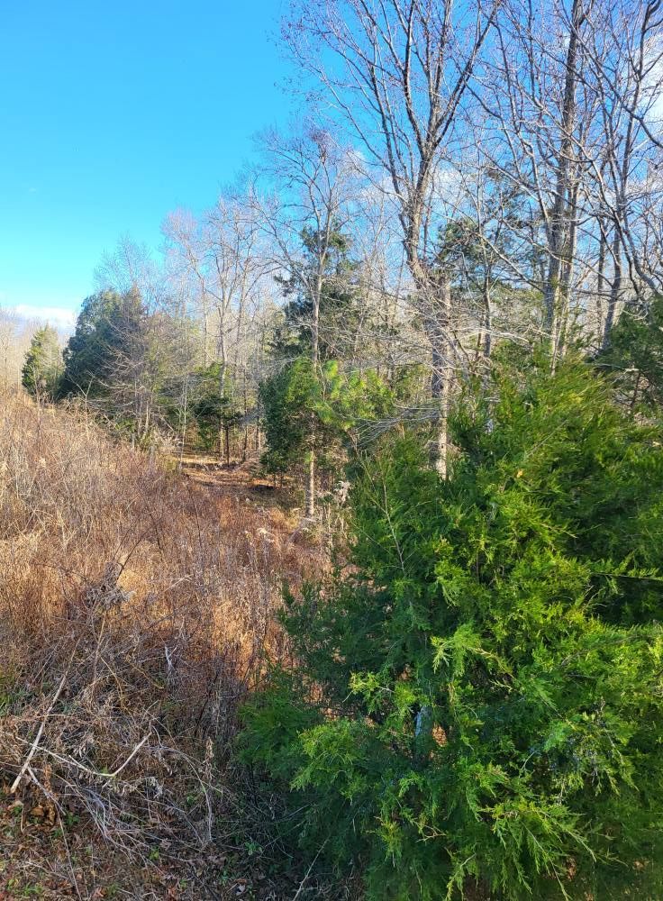 Forest edge with green and brown foliage, bare trees against a blue sky.