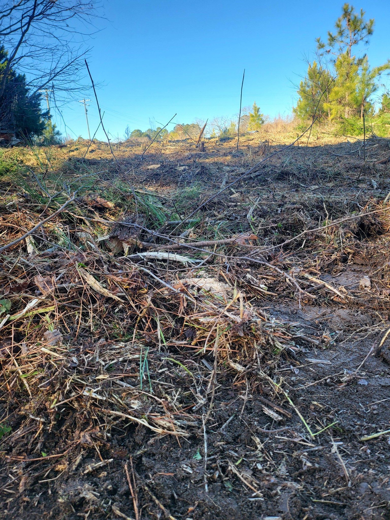 Mound of dark mulch and debris on a hillside, with a clear blue sky and trees in the background.