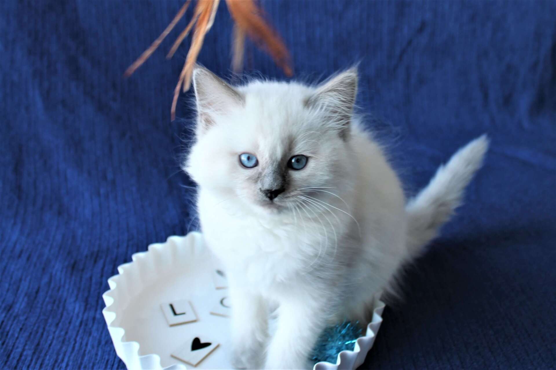 Available Ragdoll Kittens | True Blue Ragdolls