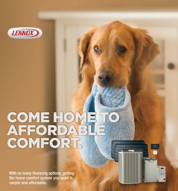 Golden retriever holding blue slippers, Lennox ad: