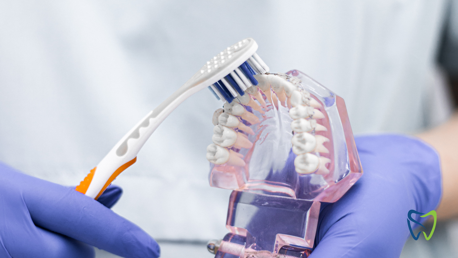 A dentist is brushing a model of teeth with a toothbrush.