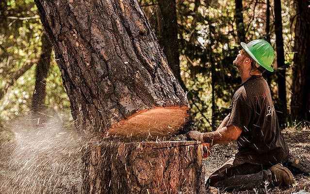 Cutting Tree | Viroqua, WI | Bruce Hill, LLC
