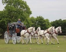 white horses in scene