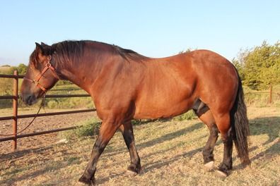 brown horse western movie