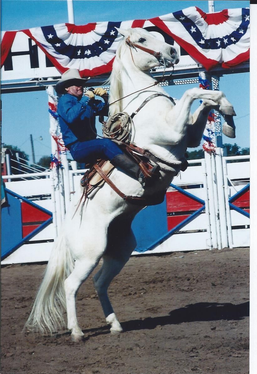 white horse standing