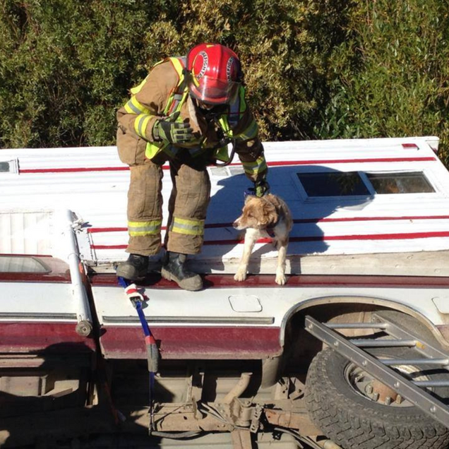 Firefighter petting a dog on top of an overturned white pickup truck, likely after a rescue.