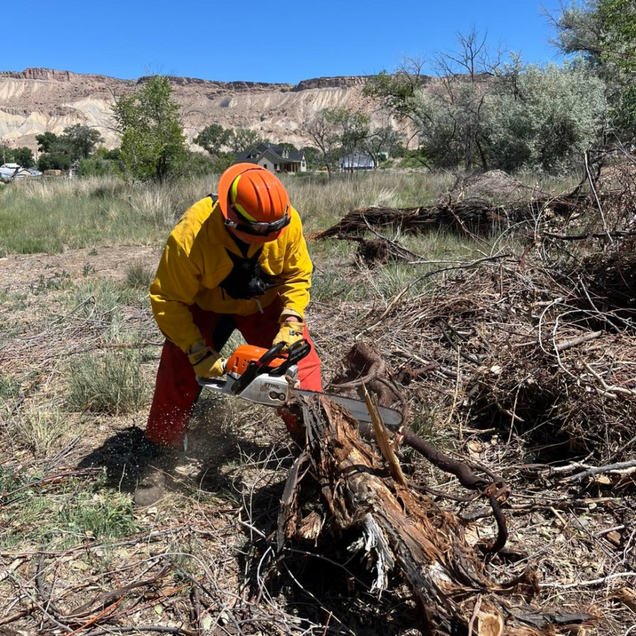 Person in fire-resistant gear using a chainsaw on a tree trunk, in a field with a mountain backdrop.