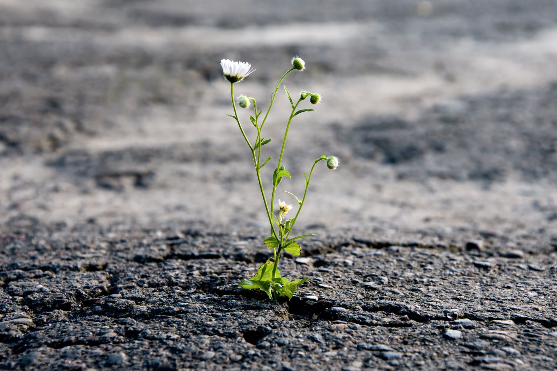 image of flower growing out of asphalt cracks