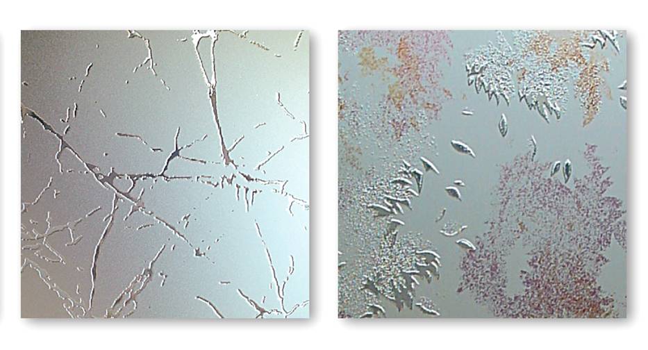 Decorazioni per il vetro