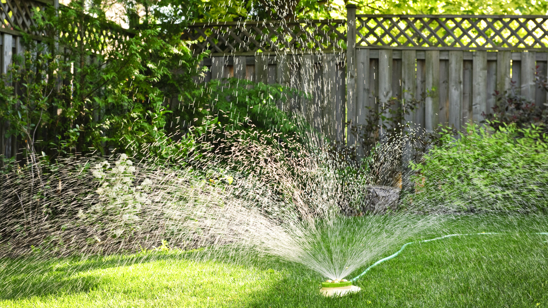 Sprinkler watering a green lawn in a backyard, with a wooden fence and shrubs in the background.