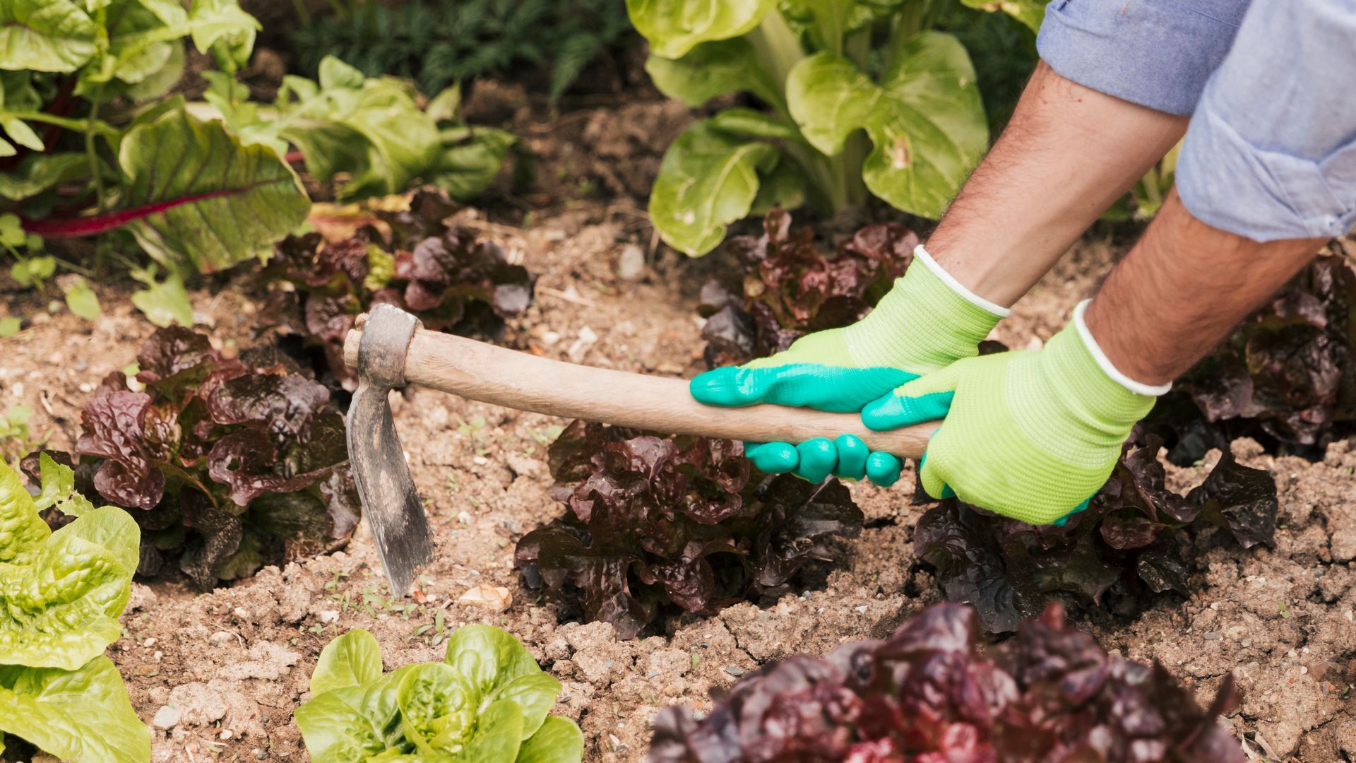 A person wearing green gloves is holding a hoe in a garden.