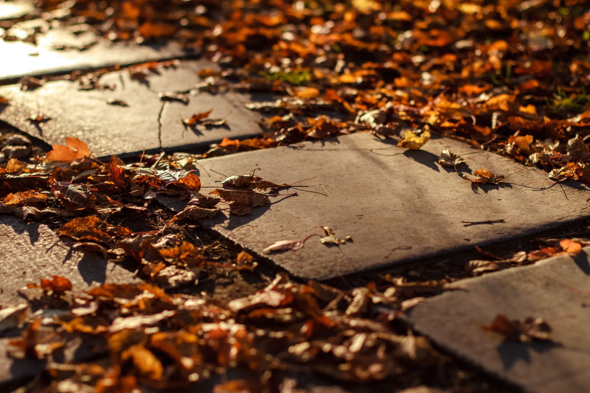 Autumn leaves are laying on the ground on a sidewalk