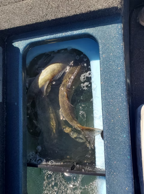 Two fish in a blue, rectangular tank compartment with dark water and a metal bar across the front