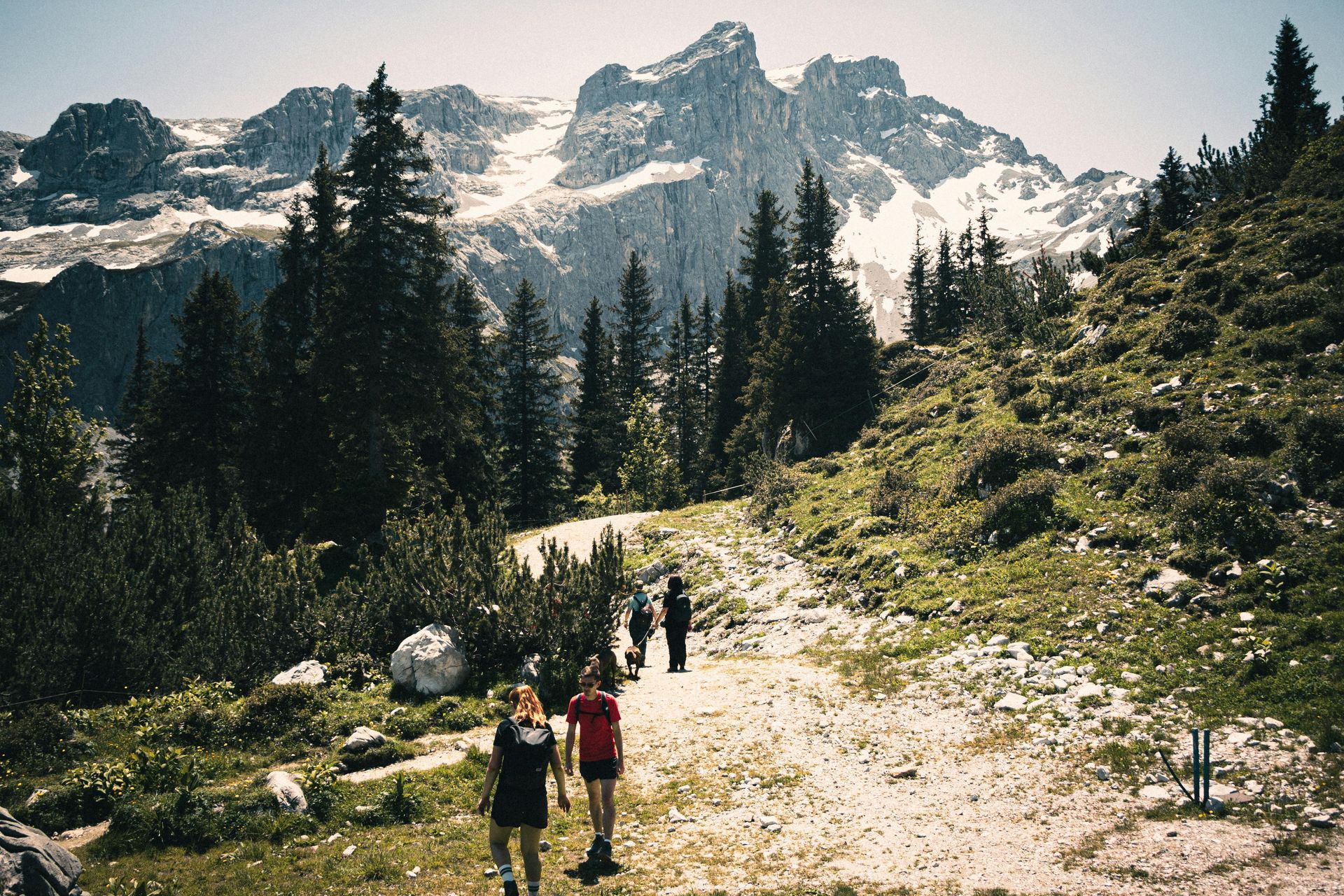 Hikers on a mountain trail through pine trees, with snowy peaks in the background.