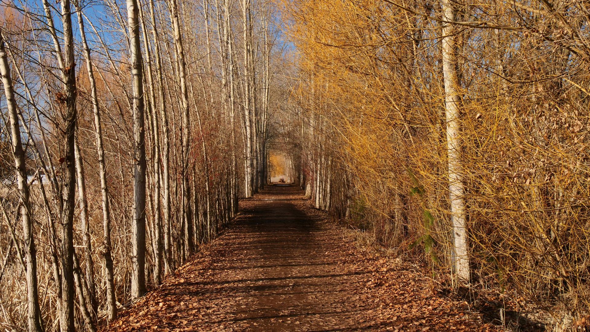 Leaf-covered path through a narrow autumn forest tunnel of tall bare trees