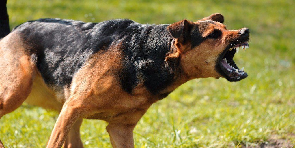 How To Prevent A Dog Attack