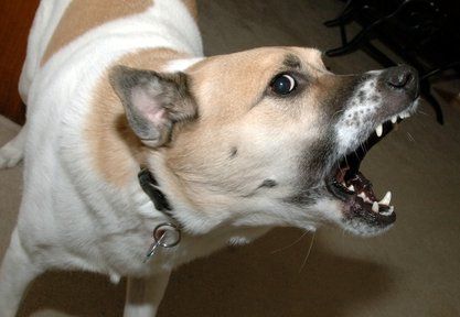 College Park Dog Bite Attorney