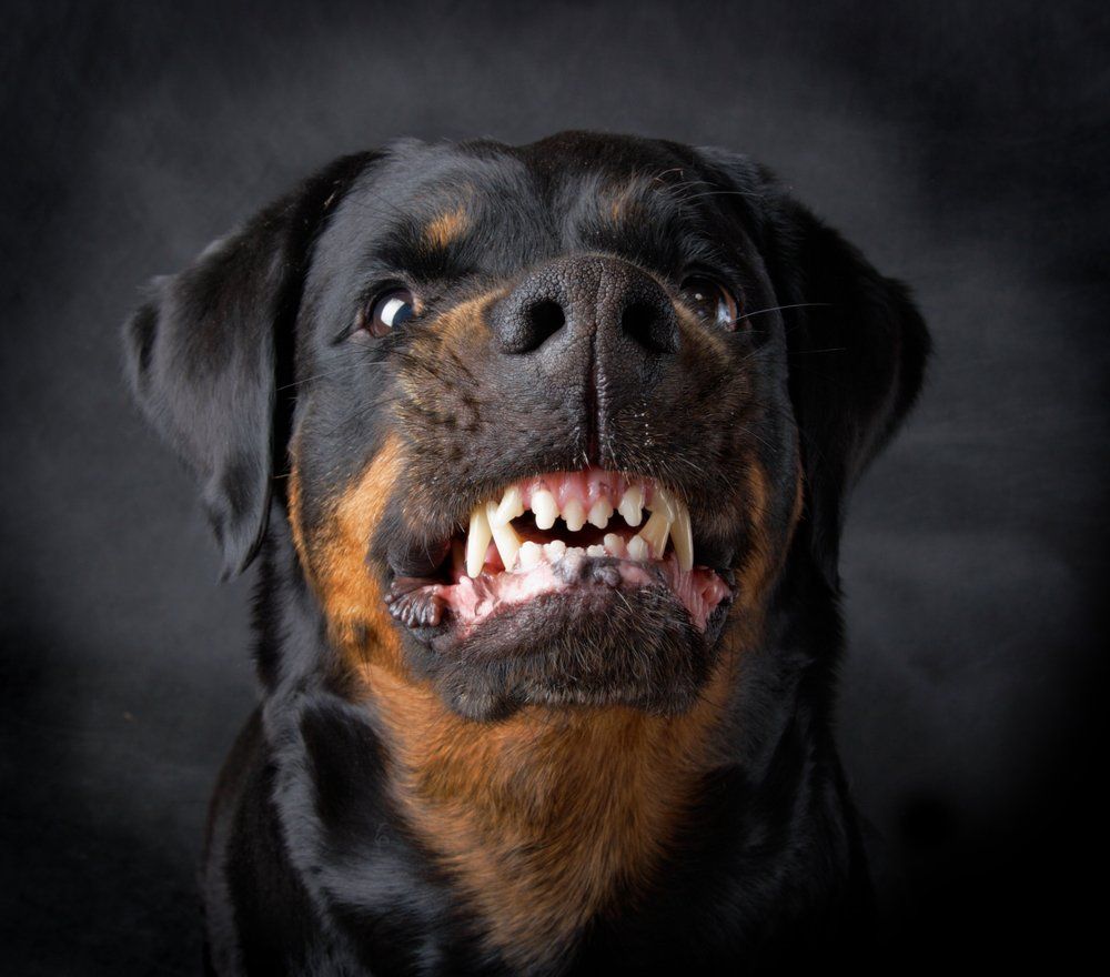 Douglasville Dog Bite Attorney