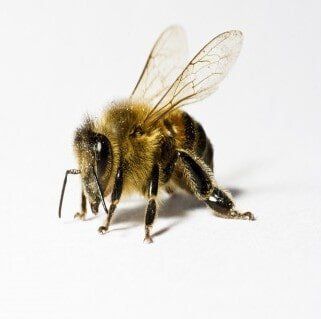 Bee -  Pest Management in Aurora, CO