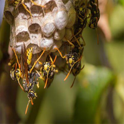honey bee - pest control in Aurora, CO