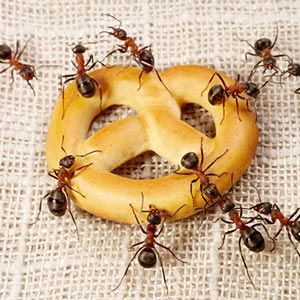 Ants - Pest Management in Aurora, CO