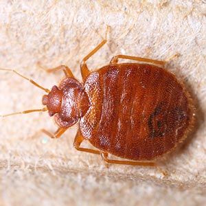 Bed Bug - Pest Management in Aurora, CO