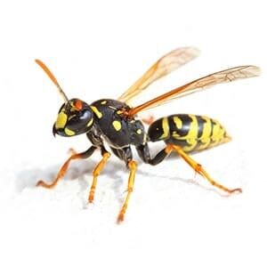 Wasp - Pest Management in Aurora, CO