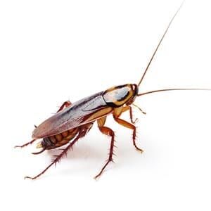 Cockroach - Pest Management in Aurora, CO