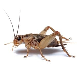 Cricket - Pest Management in Aurora, CO
