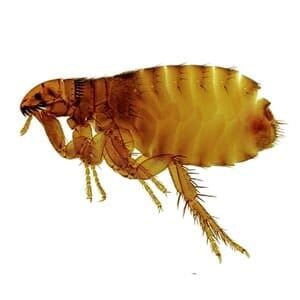 Flea - Pest Management in Aurora, CO