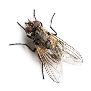 Fly - Pest Management in Aurora, CO