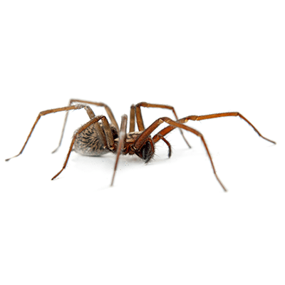 Spider - Pest Management in Aurora, CO