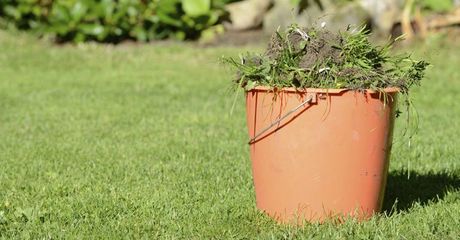 environmental weed management removed weeds on bucket