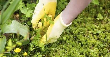 environmental weed management expert removing weeds
