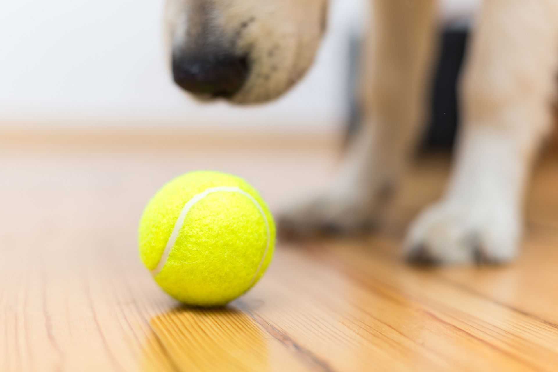 dog playing with ball on hardwood