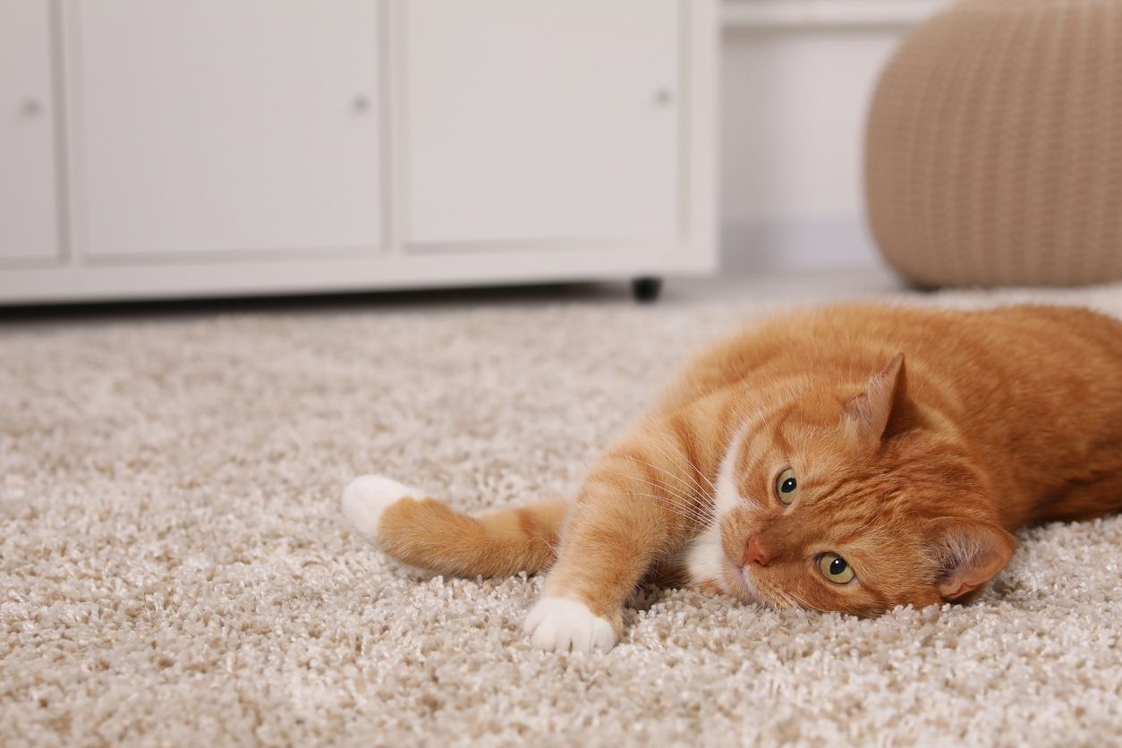 Orange cat lying on its side on a beige carpet in a bright room